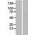 Western Blot: AATF Lysate [NBL1-07168] - Western Blot experiments. 
Left-Control; Right -Over-expression Lysate for AATF